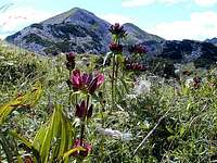 Flowers below the peak of...