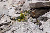 alpine daisy
