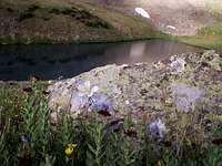 Columbines and Upper Blue Lake