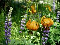 Leopard Lilies and Lupine