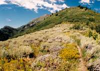 Andrews Ridge Trail