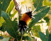 Caterpillar on Nebo