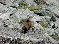 Curious Marmot
