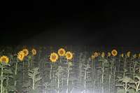Sunflowers on Dirt Roads near Summit