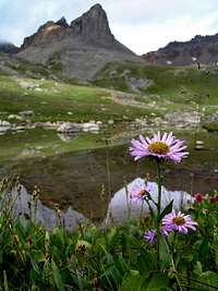 Ice Lake Basin Wildflowers