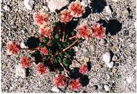 Flower at Windy Ridge