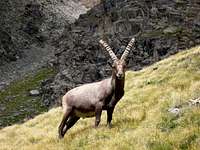 Steinbock in the Gran Paradiso Park