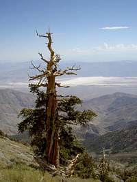 View towards Badwater
