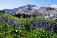 Mount Conness & Lupine