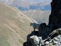 Moutain Goat on Mt Edward