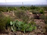 Cactus and Javelina
