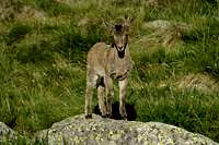 Baby Gredos ibex