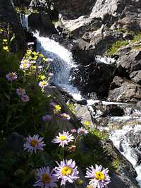 Waterfall and wildflowers above Mohawk Lake