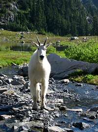 Mountain Goat at Lake of the Angels