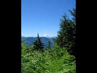 Mt. Rainier and ferns