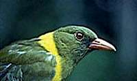 Green-Headed Orial