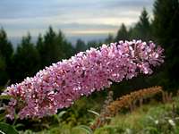 Cypress Mountain Flower