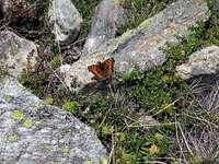 Butterflies in the mountains