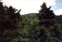 Mixed pine and fir forest near Kyra peak in Parnitha