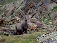 Ibex in the Monta Rosa region