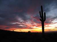 Sunset and Saguaro