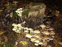 Fungi community