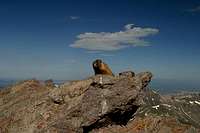 Summit marmot!