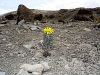 Lonely Flower - Kilimanjaro Descent