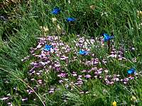 Austrian wildflowers: Alpine gentian and Red Campion