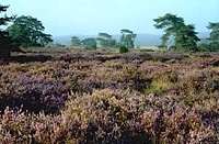 heather blooming in the fall....