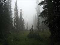 Foggy meadow near Thunder Lake
