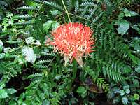 Fireball Lily (scadoxus)