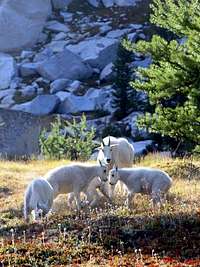 Mountain Goat Family