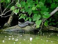 Lake Erie Water Snake