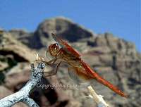 Dragonfly in Red Rock of Nevada
