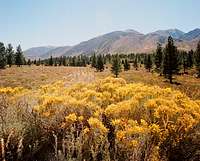 Meadow near the Eastern Sierra Escarpment