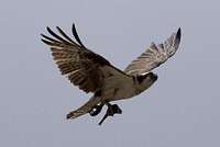 Osprey with lunch