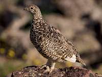 White-tailed ptarmigan