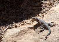 Sunning Side-Blotched Lizard