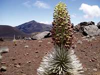 Silversword