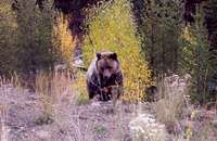 Grizzly near Yellowstone