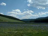 Lupine Meadow