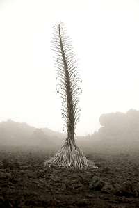 neat dead silversword