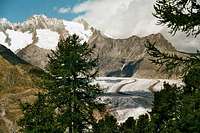 Aletsch-Glacier and forest...
