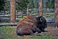 Bison sitting in camp