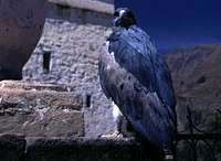 Blue Bird of Prey