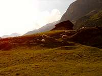sheep near Zermatt