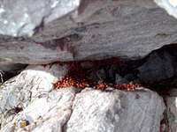 A Bunch Of Ladybugs Kicking It On The Summit Of Browns