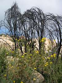 Yellow flowers and charred trees
