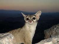 Ring tailed Cat on summit